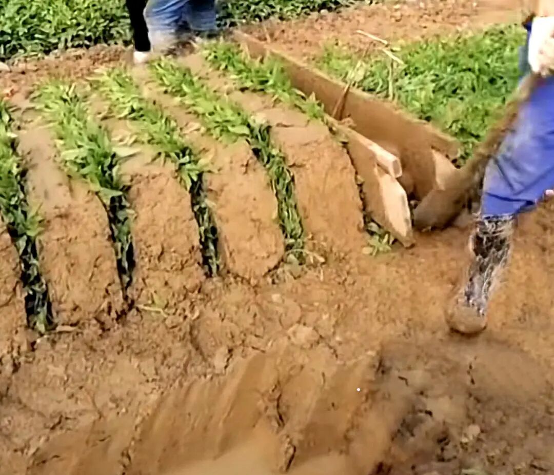 医用夹板怎么软化农民的智慧是无穷的！“夹板芹菜”又白又嫩，您吃过吗？_https://www.jmylbn.com_新闻资讯_第4张