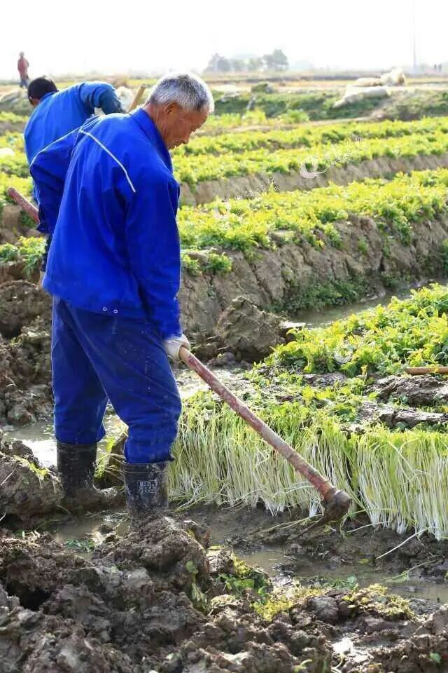 医用夹板怎么软化农民的智慧是无穷的！“夹板芹菜”又白又嫩，您吃过吗？_https://www.jmylbn.com_新闻资讯_第8张