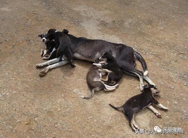 狗母亲被主人拴在野外，还要喂养6只小狗，直到第三天才有幸被救