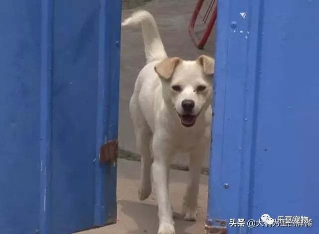 小狗被邻居收留，狗母亲对它“百般溺爱”，去街