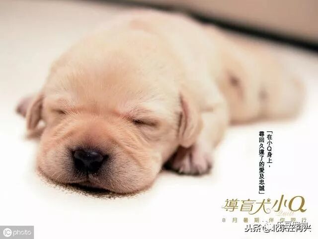 致敬导盲犬，从一只狼走成一条狗，这段岁月需要
