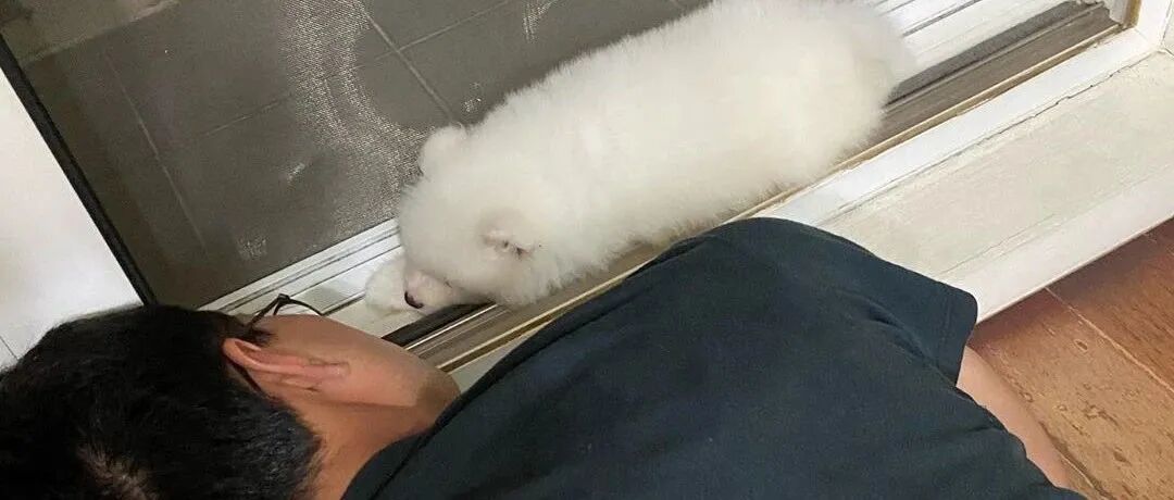 千万不能让男人养萨摩，不然的话他就会变成这样……