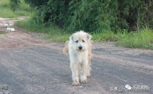 狗狗在路口等待4年，女子每天给它送快餐，与主