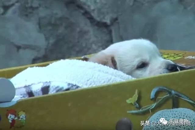 流浪狗没办法养活过多的小狗，它将小狗送给女子