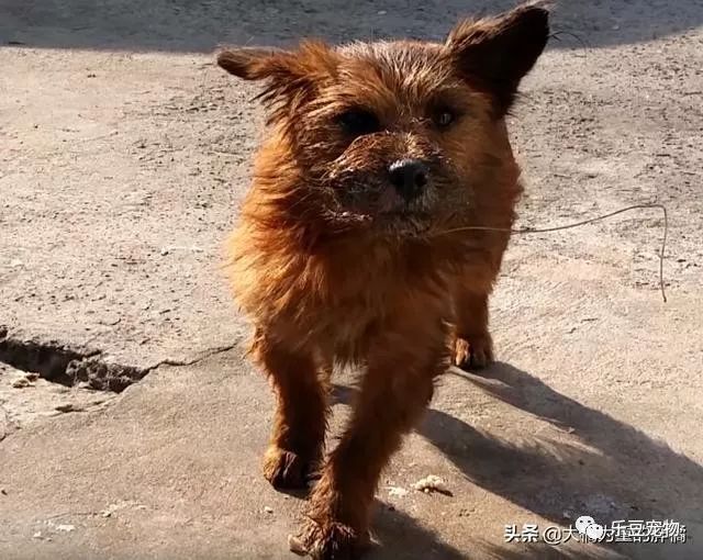 狗狗因吠叫惹邻居反感，被主人舍弃后，又让人用鱼线捆绑住了嘴巴