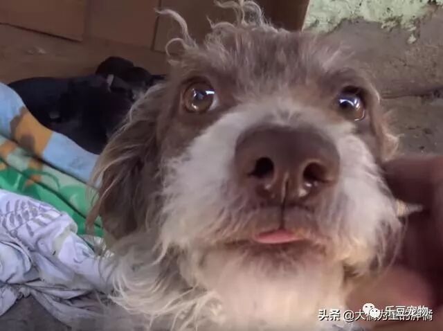 流浪狗为了给孩子好的生活，它每天在外面求收留