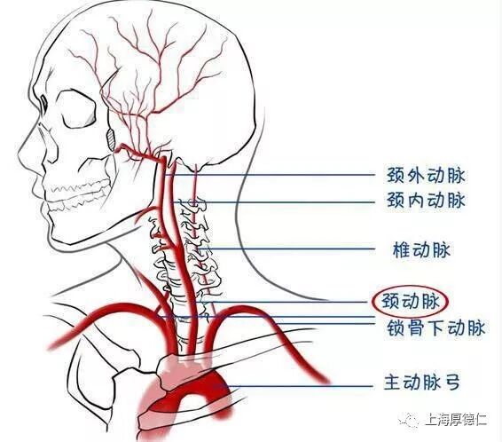 这些食物能自动清理动脉堵塞,赶紧看看有哪些!