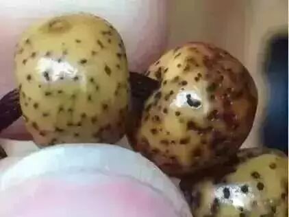 星月菩提盘玩变红了，大神告诉你盘红秘诀！