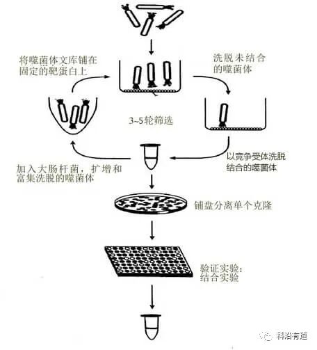 噬菌体展示技术简介