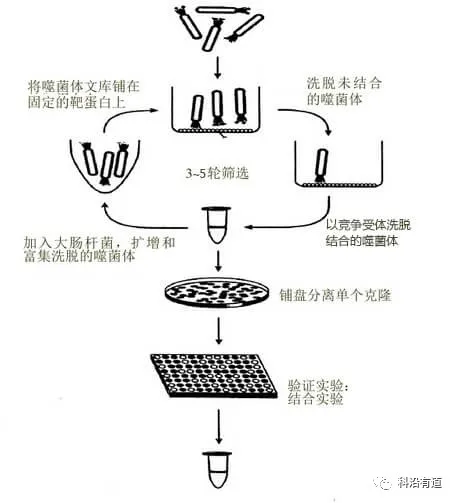 噬菌体展示技术简介