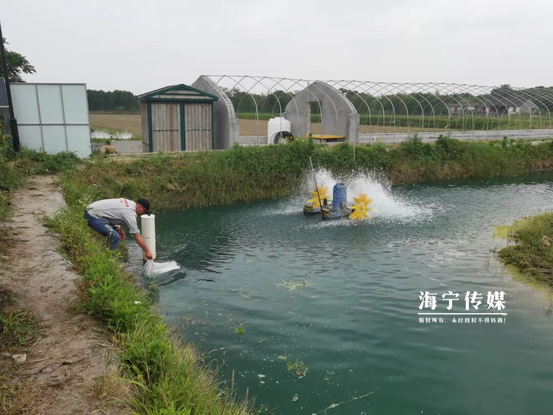 有奖励补助1500亩海宁这片高颜值湖塘盛产美味