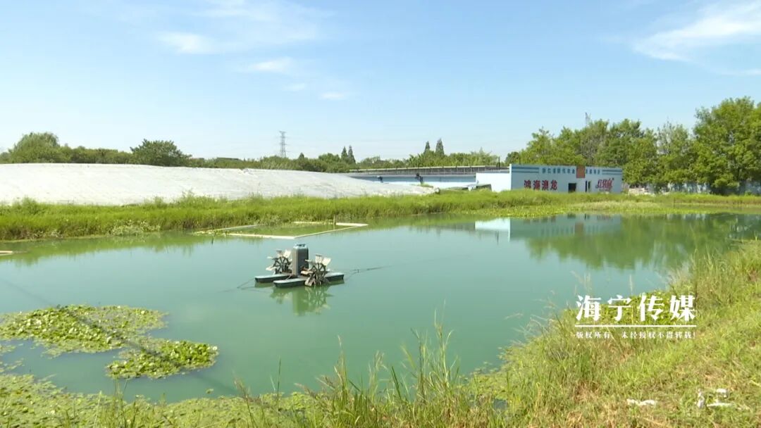 有奖励补助1500亩海宁这片高颜值湖塘盛产美味