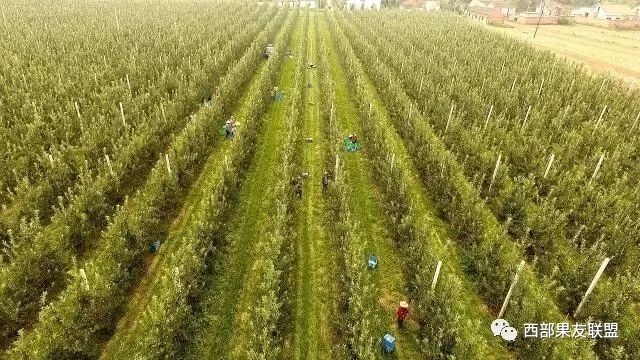 �ִ����Ͱ�����ֲƻ��԰�ʶȹ�ģ��  �߱�׼��԰���ɼ���