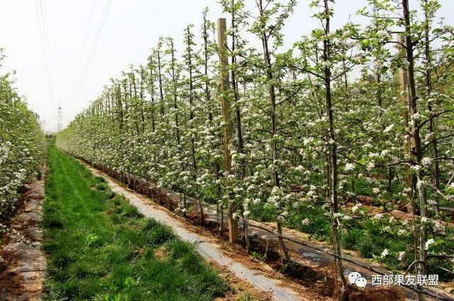 �ִ����Ͱ�����ֲƻ��԰�ʶȹ�ģ��  �߱�׼��԰���ɼ���