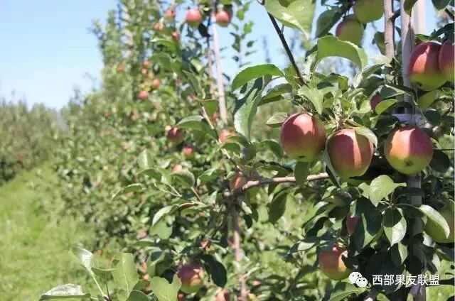 �ִ����Ͱ�����ֲƻ��԰�ʶȹ�ģ��  �߱�׼��԰���ɼ���