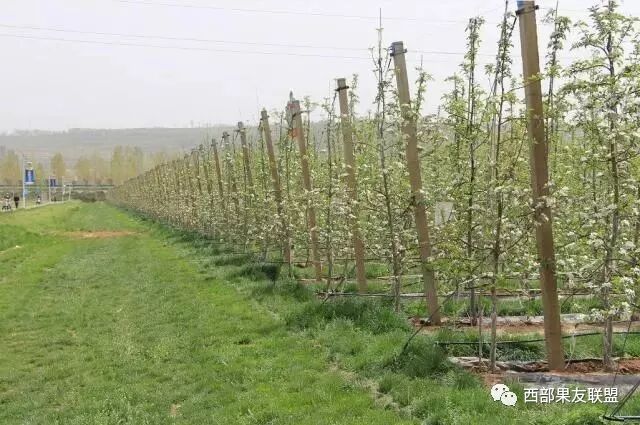 �ִ����Ͱ�����ֲƻ��԰�ʶȹ�ģ��  �߱�׼��԰���ɼ���