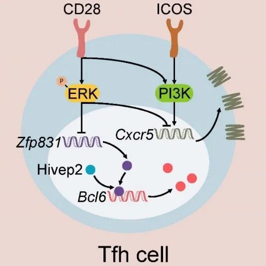 清华大学免疫所董晨团队发现滤泡辅助性t细胞调控新机制 生命科学前沿 微信公众号文章 微小领
