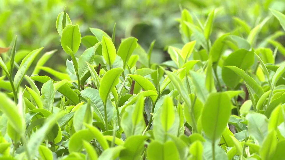 阳西东水山春茶上市