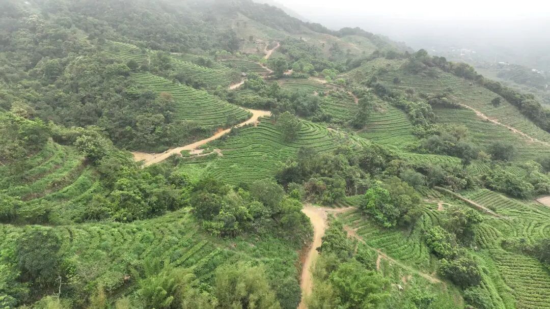 阳西东水山春茶上市