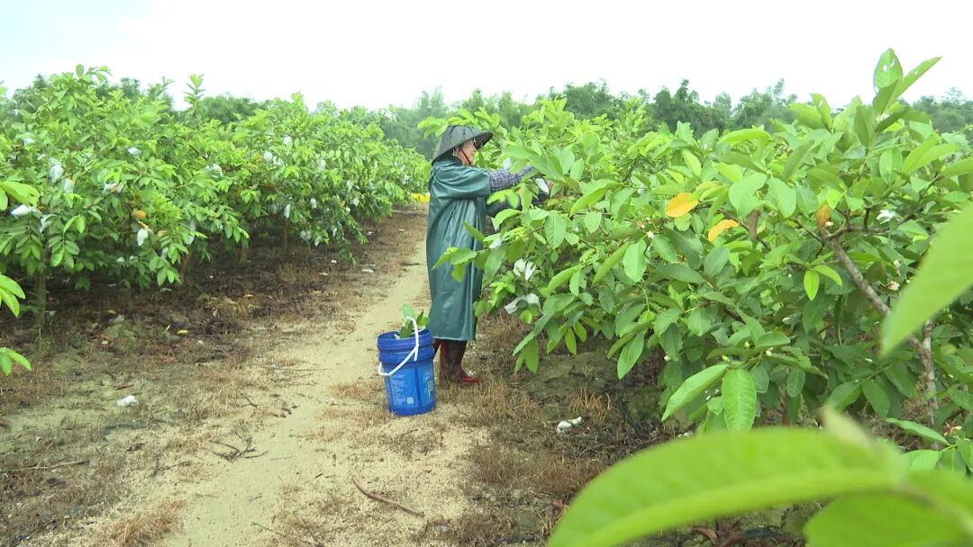 记者走进塘口镇同由村委会的一处台湾珍珠芭乐种植基地,成片的珍珠