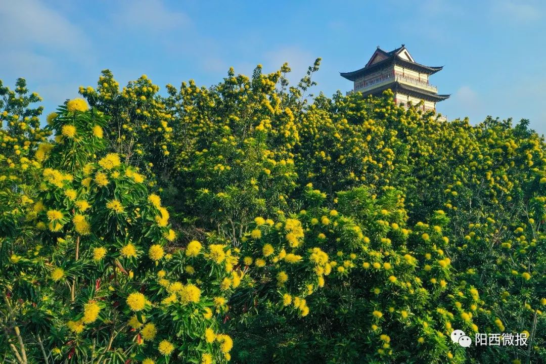 阳西大垌山风景区图片