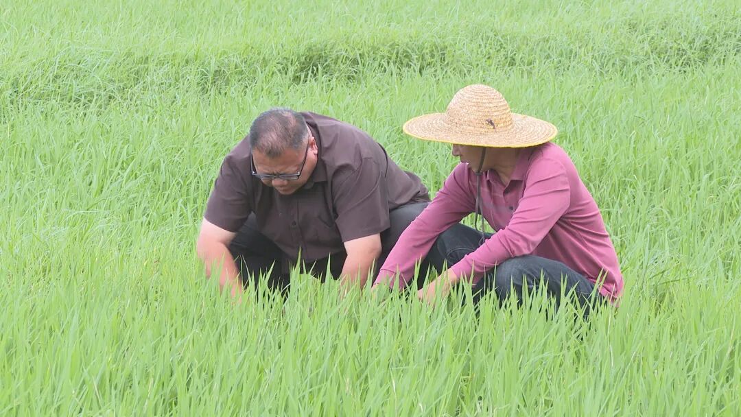 阳西加强水稻田间管理夯实稳产丰收基础
