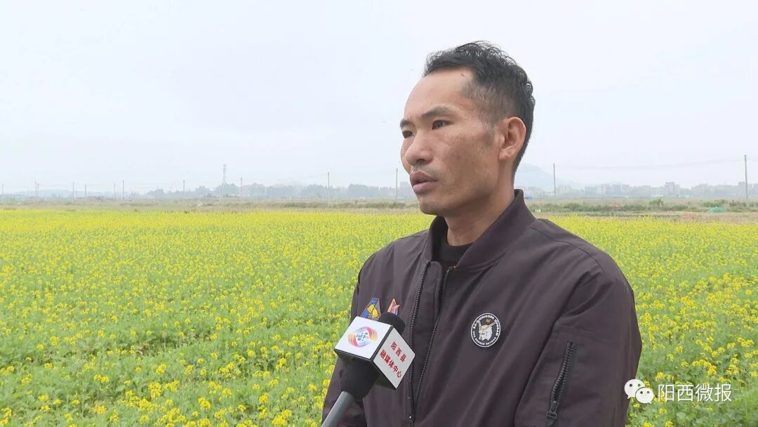 儒洞边海村:油菜花开引客来 -阳西县人民政府网站