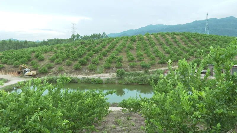 织篢镇香水柠檬进入丰产期
