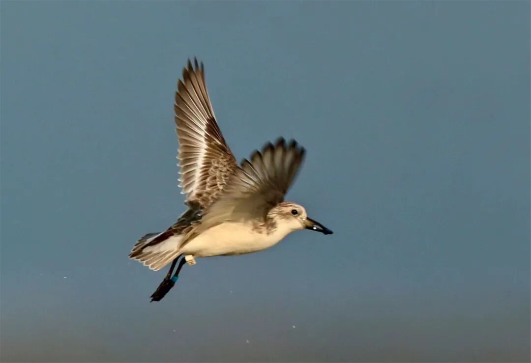 极危物种勺嘴鹬又来阳西过冬啦
