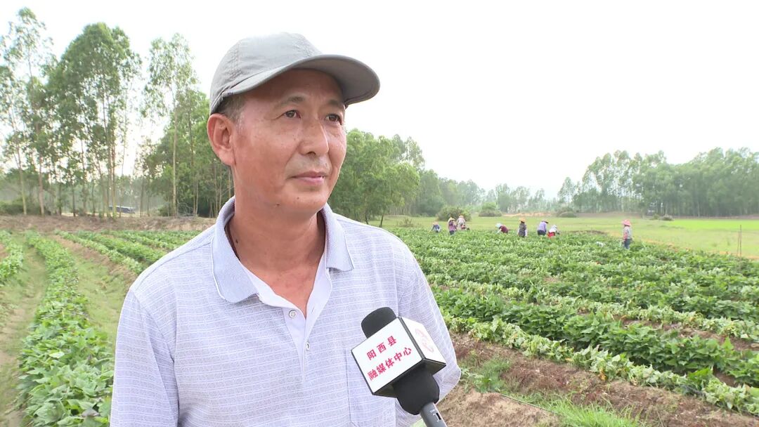 溪头镇:丢荒地成了五彩薯种植基地 -阳西县人民政府网站