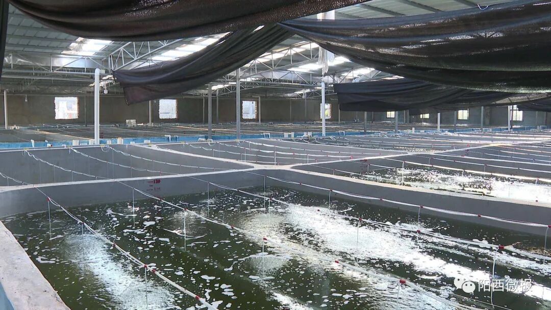 阳西全力培育优质海水种苗年产高端品种鱼苗约8000万尾