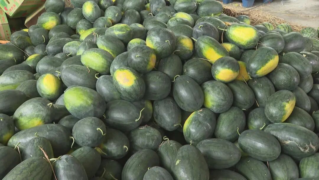 阳西优品上洋西瓜大量上市啦