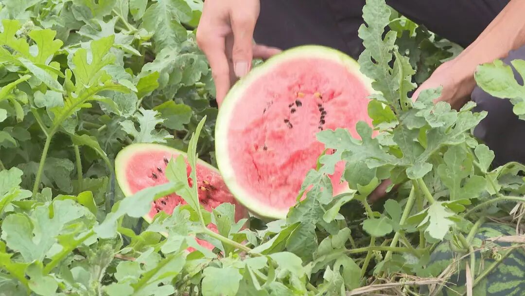 阳西优品上洋西瓜大量上市啦