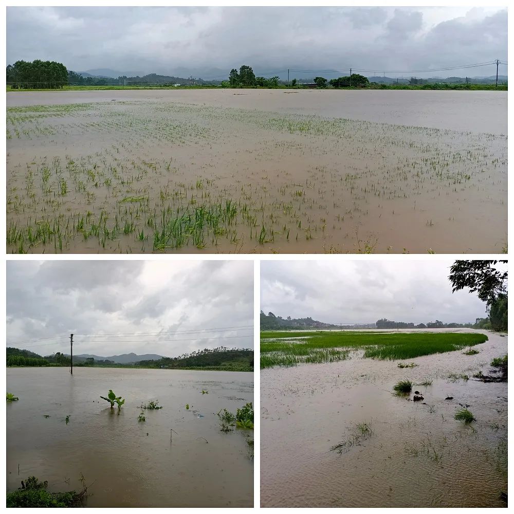暴雨致阳西部分稻田受浸农户及时排水减少损失