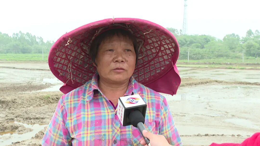 程村镇红光村撂荒地种上了优质水稻