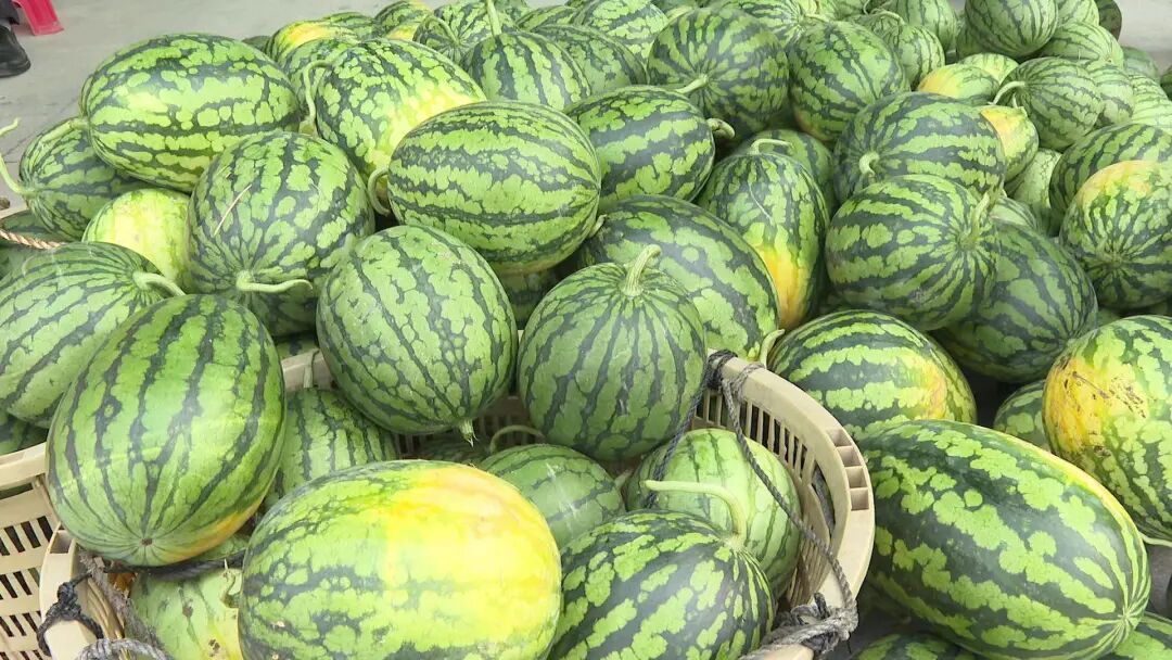 西瓜也疯狂阳西县举办上洋西瓜节全媒体活动