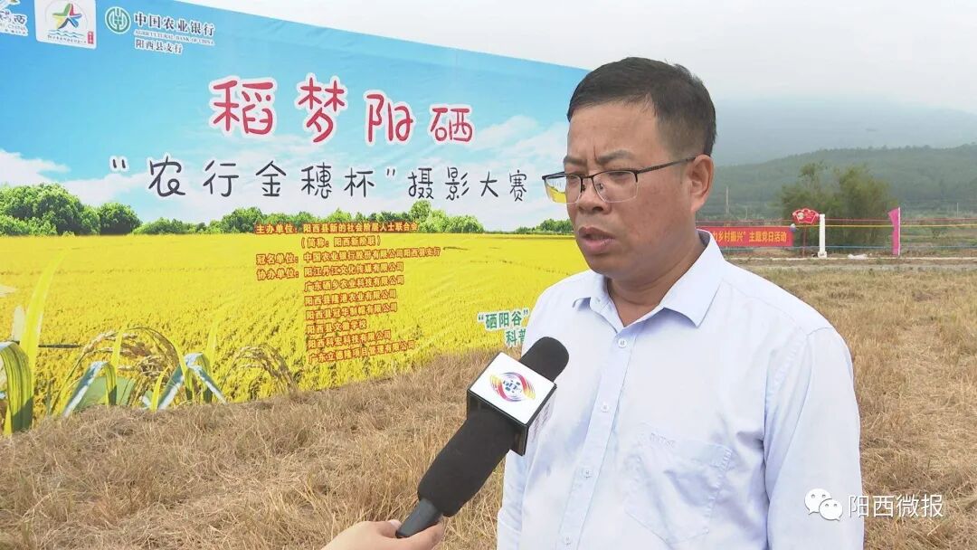溪头镇石港村:共享农场喜迎富硒水稻丰收 -阳西县人民政府网站