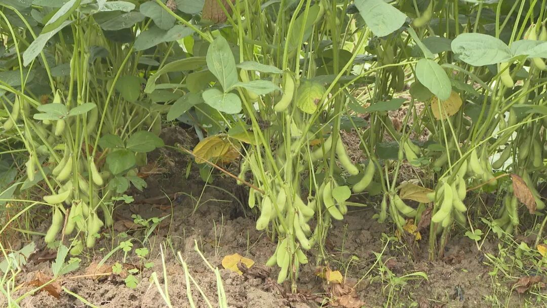 塘口镇600亩富硒毛豆上市