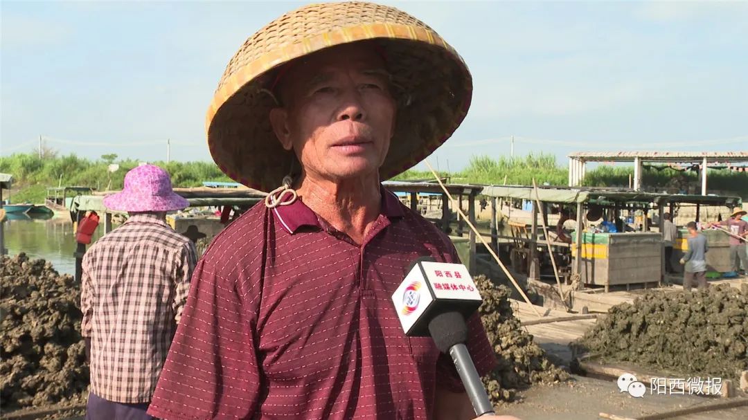 中秋临近程村蚝迎来上市旺季