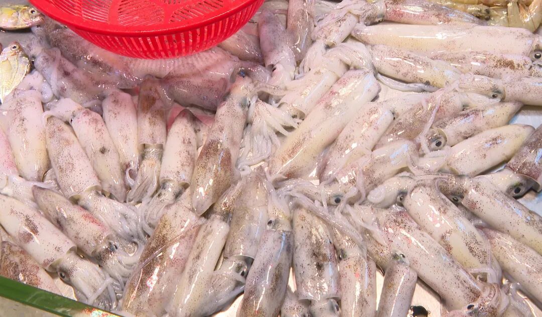 阳西小鱿鱼大量上市受青睐