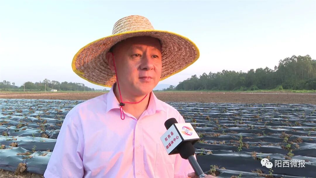 程村镇:驻镇帮扶聚合力 开荒复耕保"菜篮子" -阳西县人民政府网站