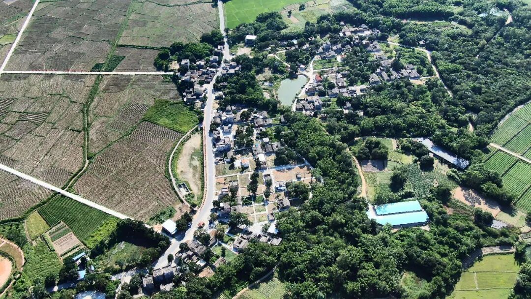 塘口镇添众村:废墟变"花海" -阳西县人民政府网站