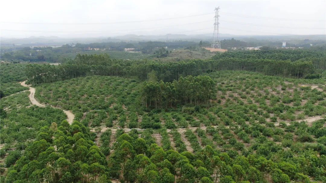 记者来到织篢镇星光村委会大朗村的香水柠檬种植基地,山坡上的柠檬树