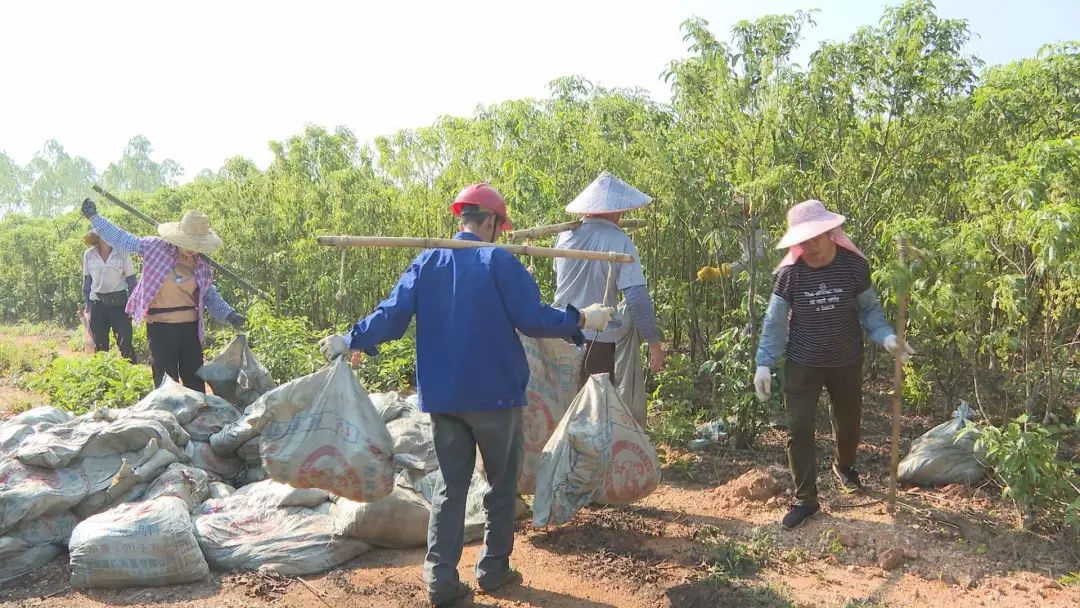 三叉苦有500多畝,基地採用南藥gap種植管理模式,通過水肥一體化,育苗