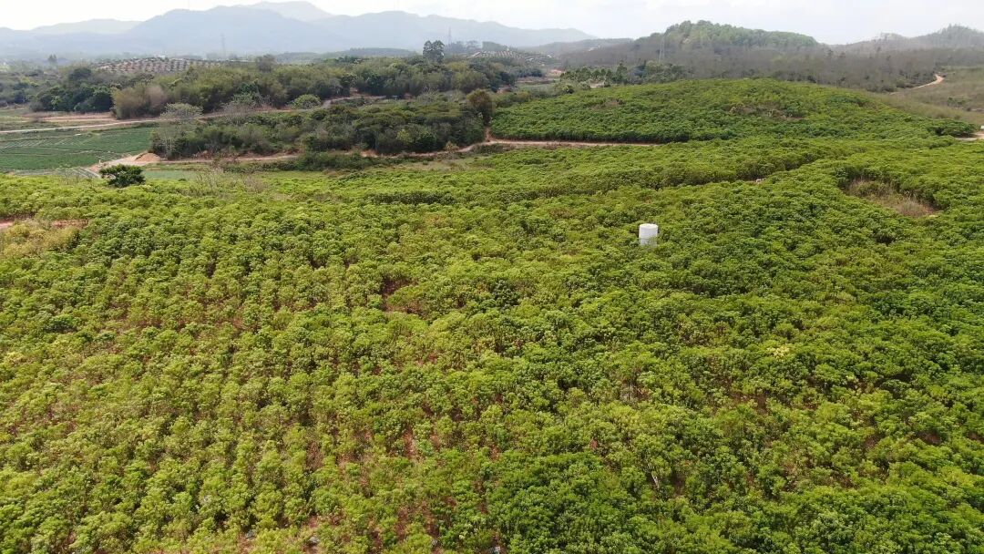 织篢镇蒲牌村发展一村一品南药种植赋能产业振兴