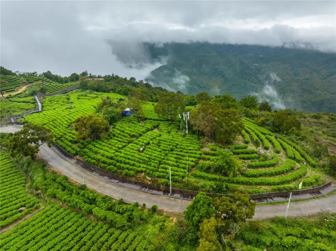 新墟镇:茶农当"网红" 直播带货打响东水茶品牌 -阳西县人民政府网站