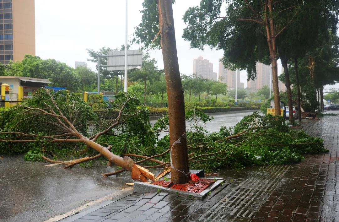 记者直击台风暹芭带来狂风暴雨阳西城乡多地受灾