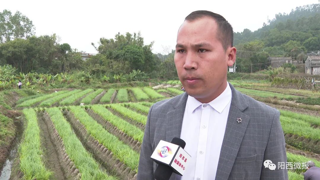 溪头镇:永安村300亩香藠上市 -阳西县人民政府网站