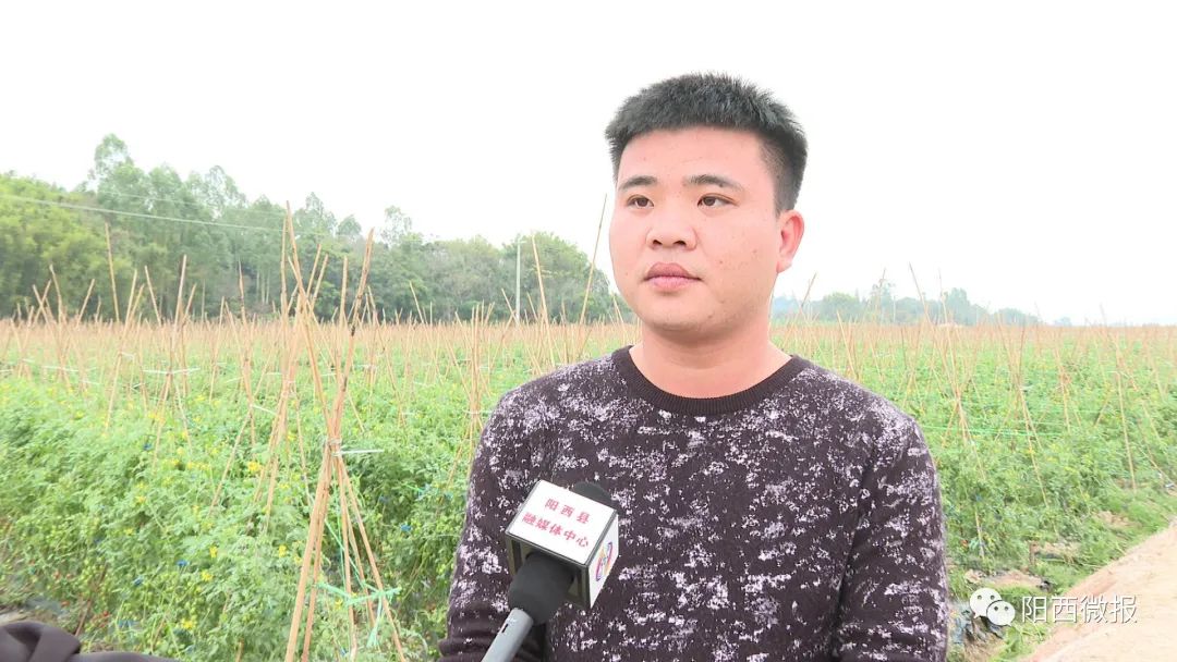 程村镇:荒地变宝地 产业振兴有"妙方" -阳西县人民政府网站