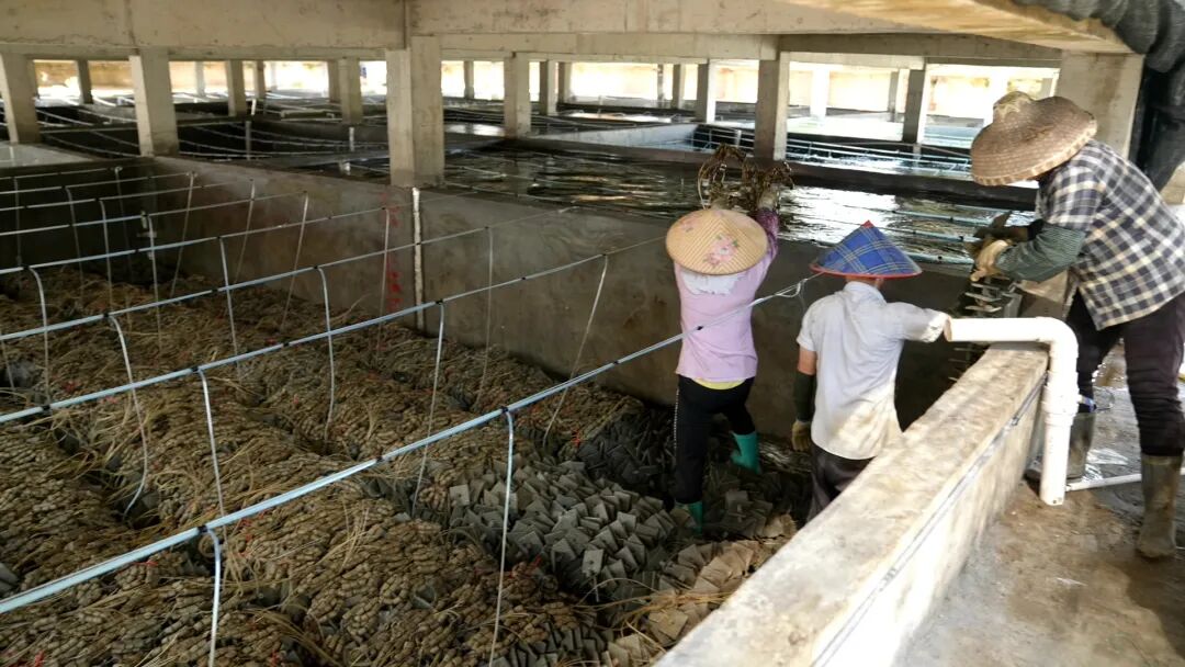 程村蚝农成功培育人工蚝苗